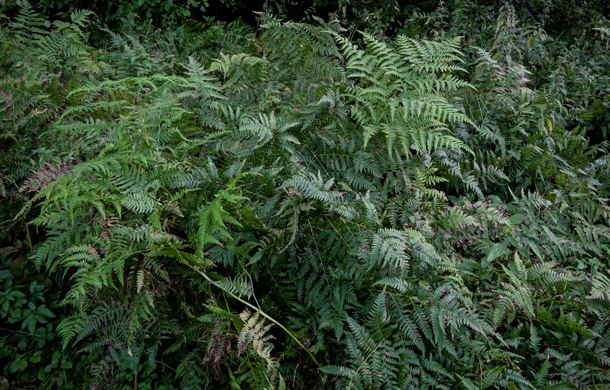 Image of Pteridium pinetorum specimen.