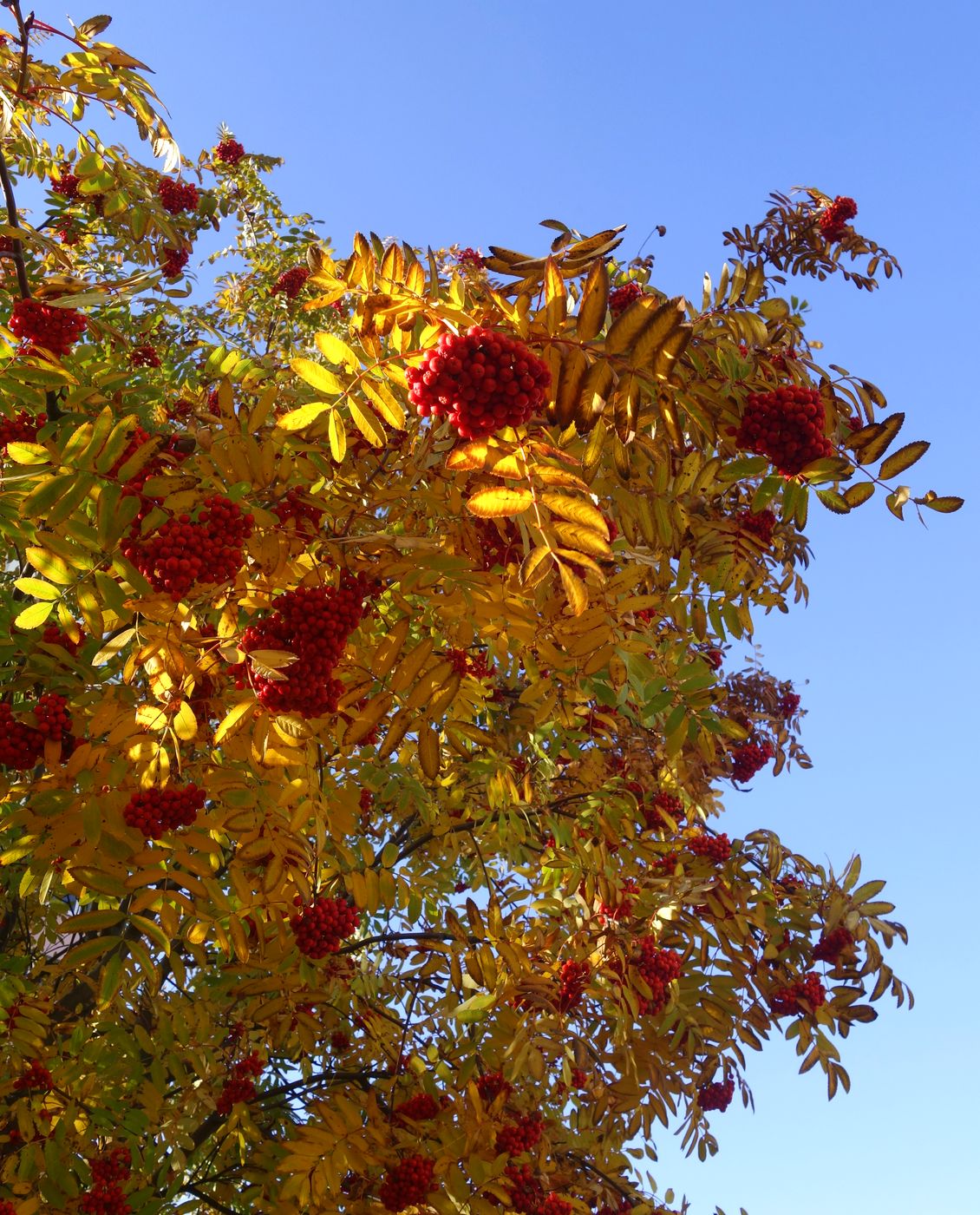 Image of Sorbus aucuparia specimen.