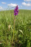 Dactylorhiza urvilleana. Цветущее растение. Карачаево-Черкесия, Зеленчукский р-н, гора Джисса, ≈ 1500 м н.у.м., субальпийский луг. 14.06.2024.