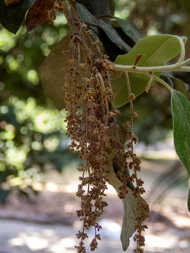 Изображение особи Quercus ilex.