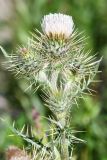 Cirsium semenowii. Веточка с цветущим и развивающимися соцветиями-корзинками. Казахстан, Заилийский Алатау в окр. г. Алматы, Проходное ущ., р-н БАО, 2600 м н.у.м., субальпийский луг. 13 июля 2023 г.