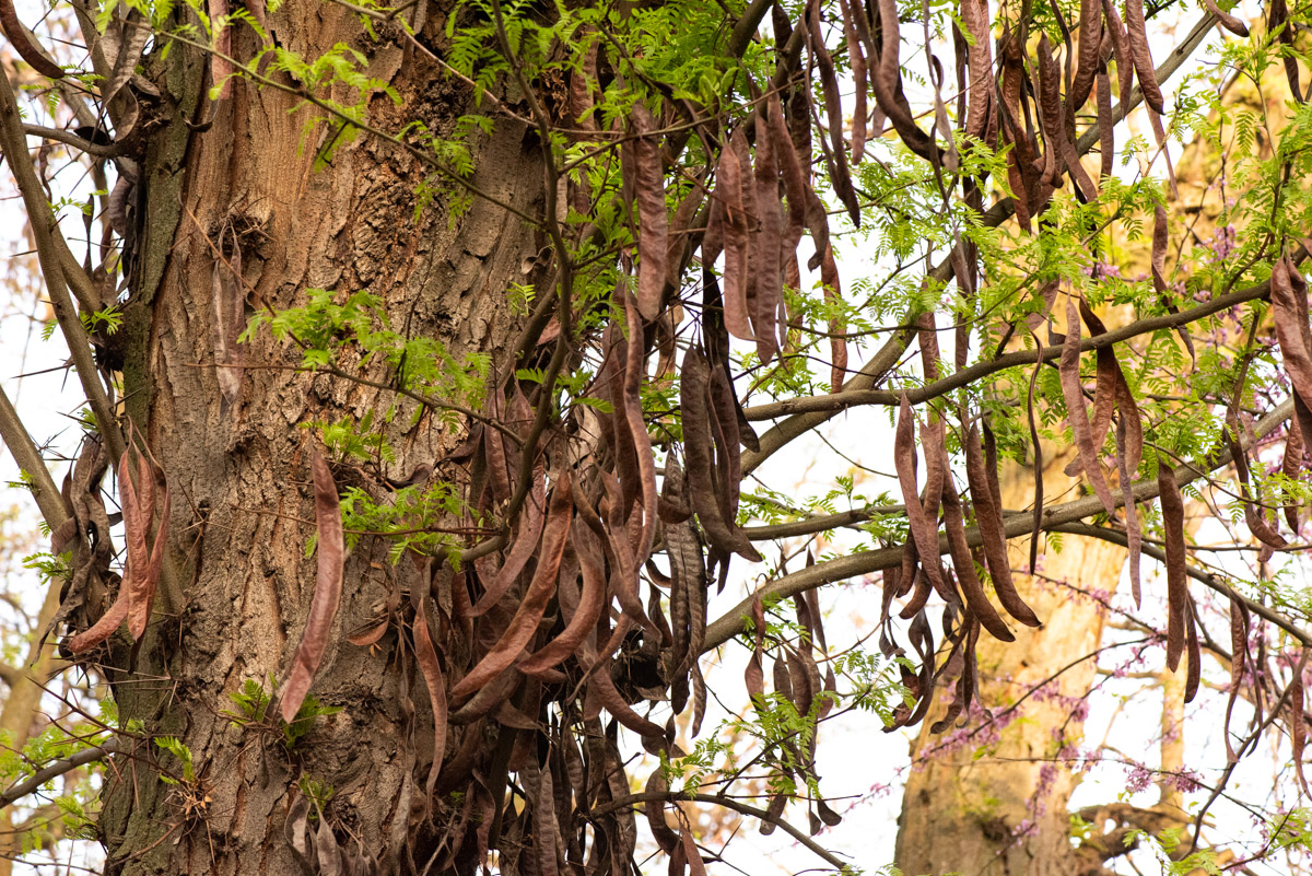 Image of Gleditsia triacanthos specimen.