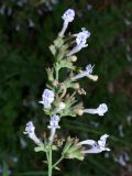 Смотреть изображение Lophanthus tschimganicus