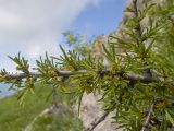View full-size image Rhamnus tortuosa