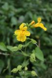 Смотреть изображение Mimulus guttatus