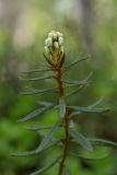 View full-size image Ledum palustre
