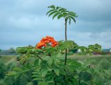Смотреть изображение Sorbus aucuparia