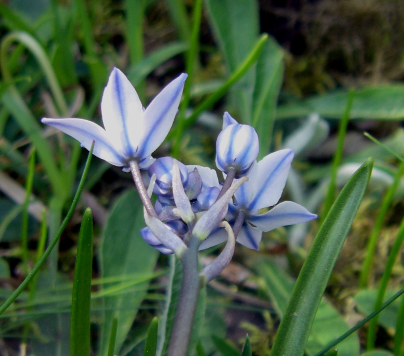 Image of Scilla verna specimen.