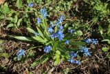 View full-size image Scilla siberica