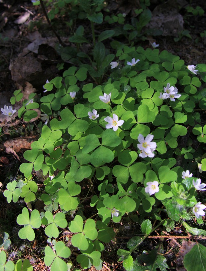 Image of Oxalis acetosella specimen.