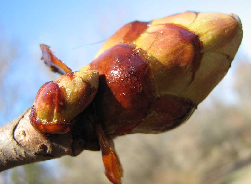 Image of Aesculus hippocastanum specimen.