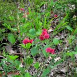 Lathyrus undulatus. Цветущие побеги. Крым, в горах между Приветным и Белогорском. 12 мая 2011 г.