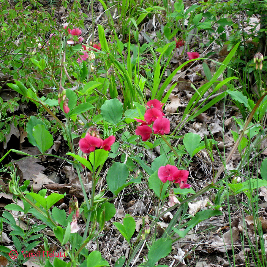 Изображение особи Lathyrus undulatus.