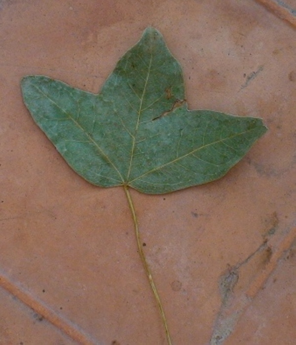 Image of Acer ibericum specimen.