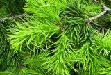 Abies sibirica