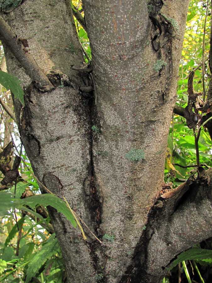 Image of Salix myrsinifolia specimen.