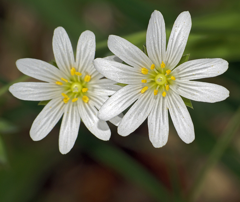 Image of Stellaria holostea specimen.