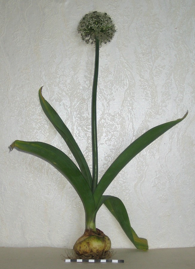 Изображение особи Allium tulipifolium.