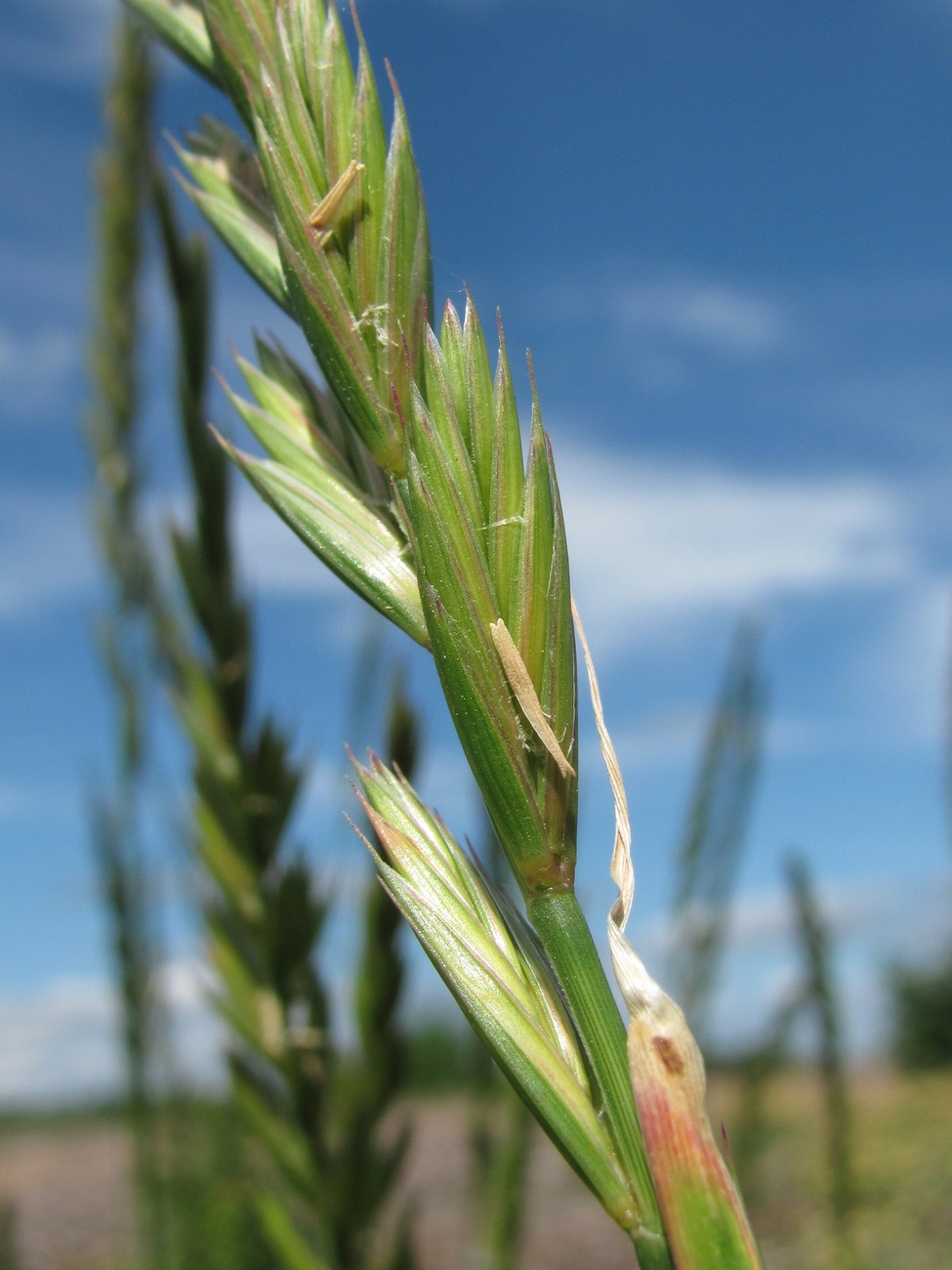 Изображение особи Elytrigia repens.