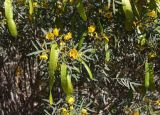 Senna artemisioides. Ветви с цветками и плодами. Израиль, склон к Мёртвому морю, Эйн-Геди, ботанический сад. 22.02.2011.