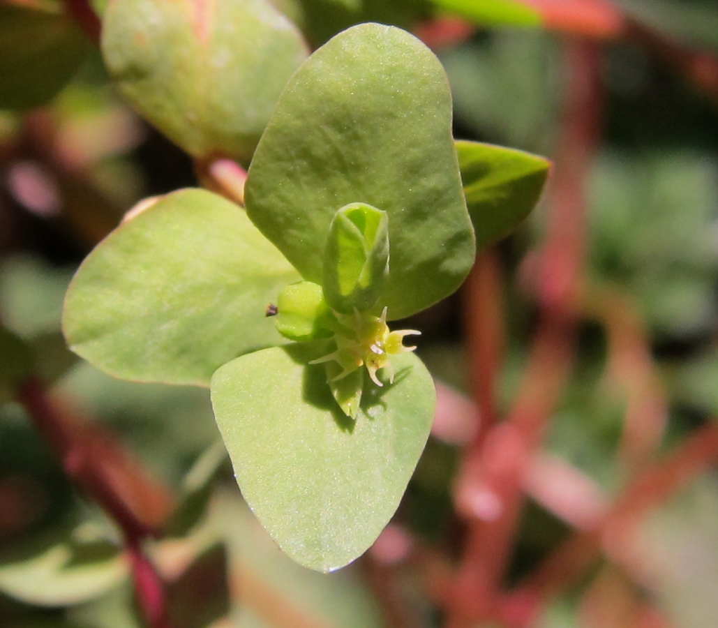 Image of Euphorbia peplus specimen.