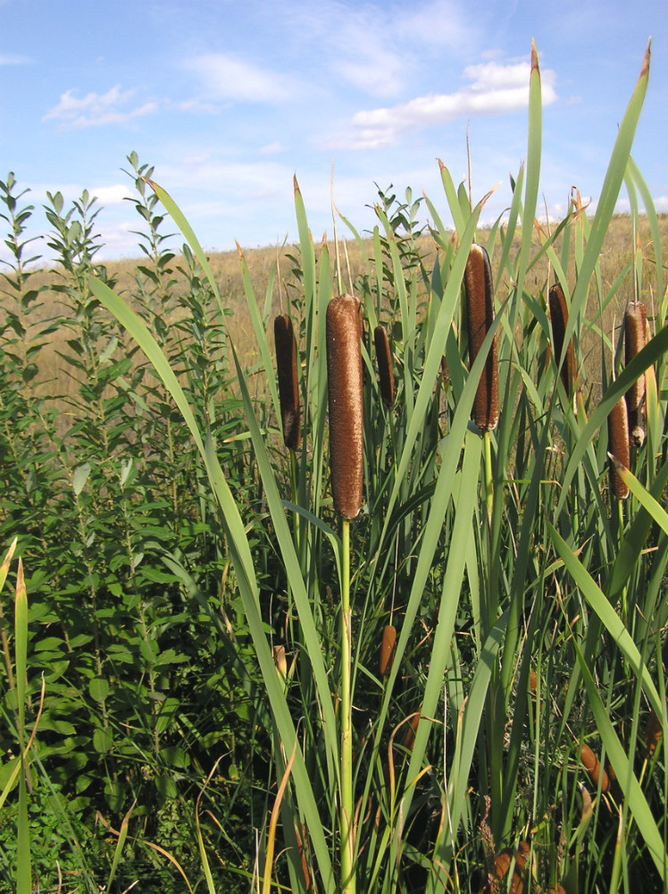 Image of Typha latifolia specimen.