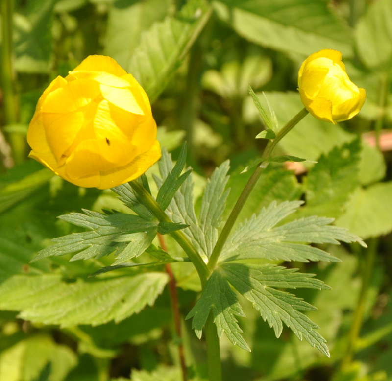 Image of Trollius europaeus specimen.