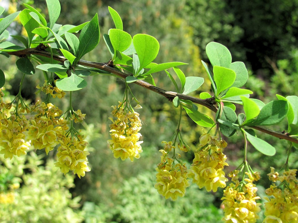 Image of genus Berberis specimen.