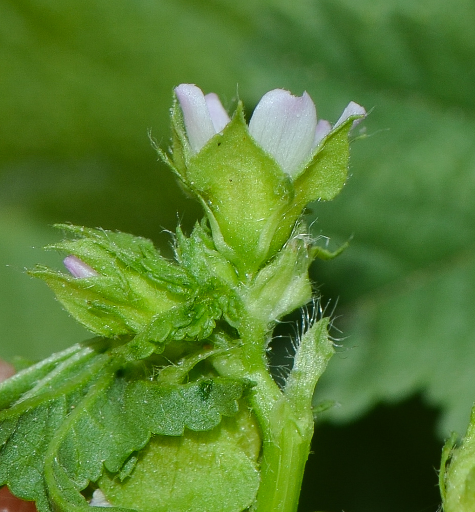 Image of Malva parviflora specimen.