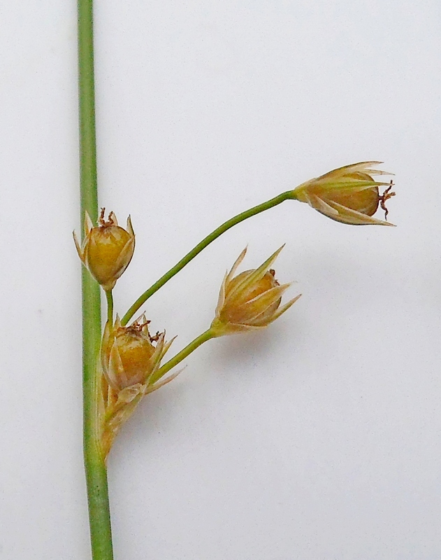 Изображение особи Juncus filiformis.