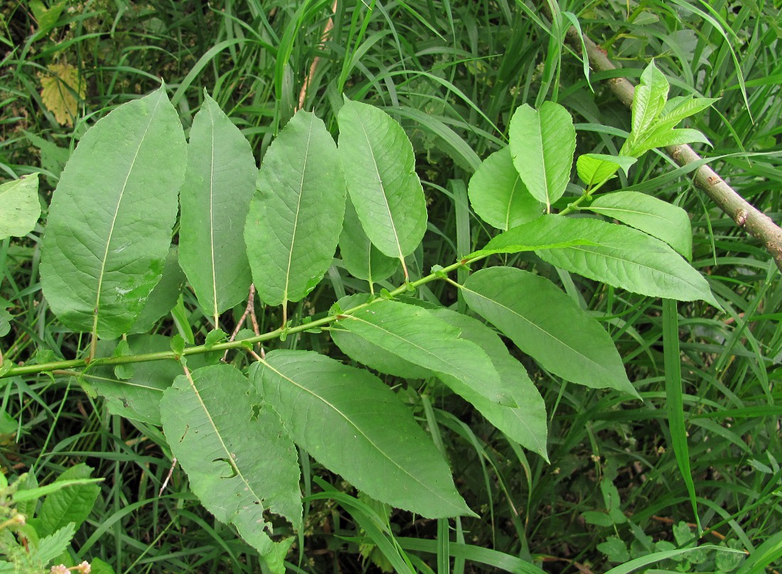 Image of Salix myrsinifolia specimen.