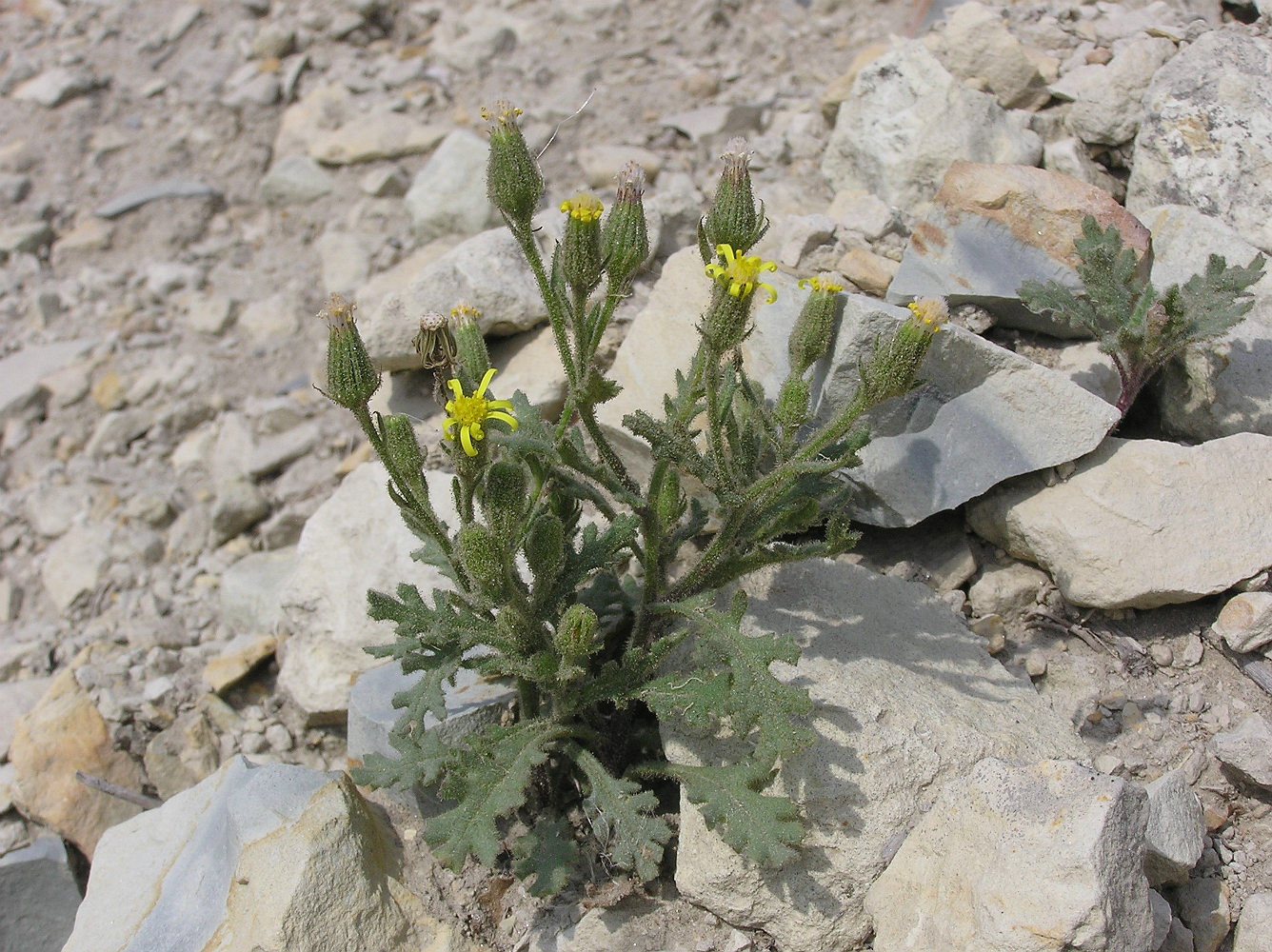 Image of Senecio viscosus specimen.