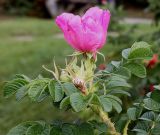 Rosa rugosa. Побег с цветком. Германия, г. Кемпен, в прогулочной зоне. 21.09.2012.