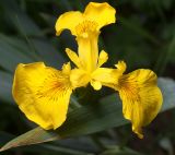 Iris pseudacorus. Цветок. Московская обл., Раменский р-н, окр. дер. Хрипань, садовый участок. 31.05.2012.