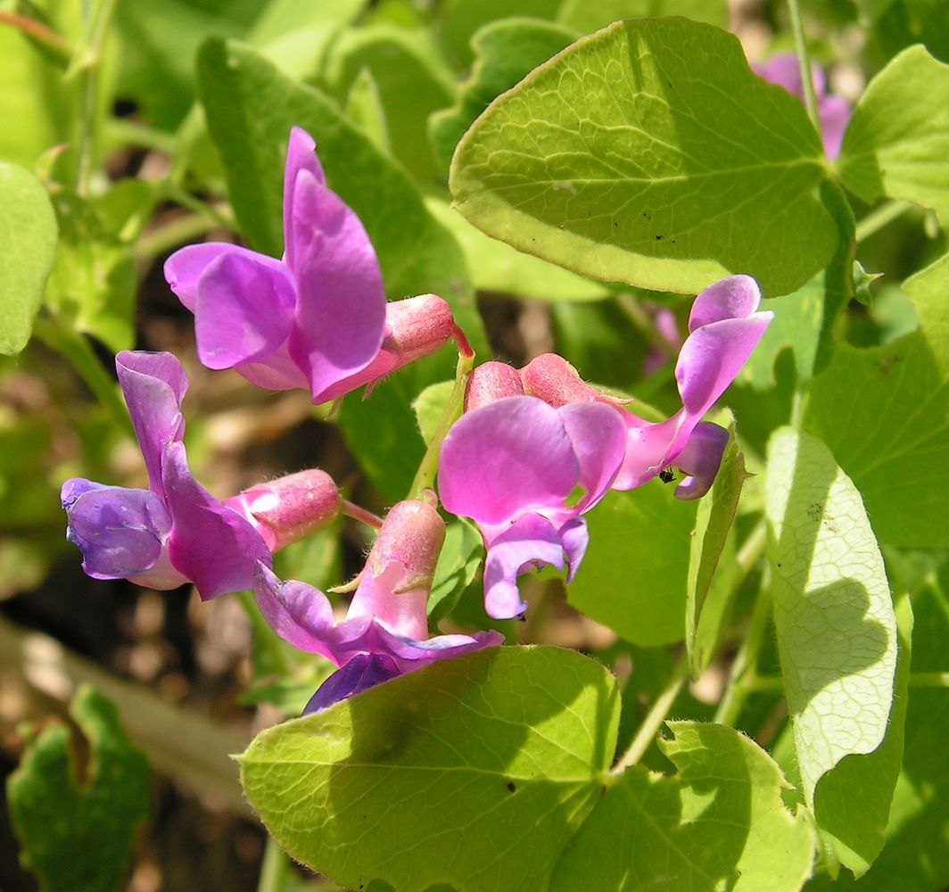 Image of Lathyrus humilis specimen.