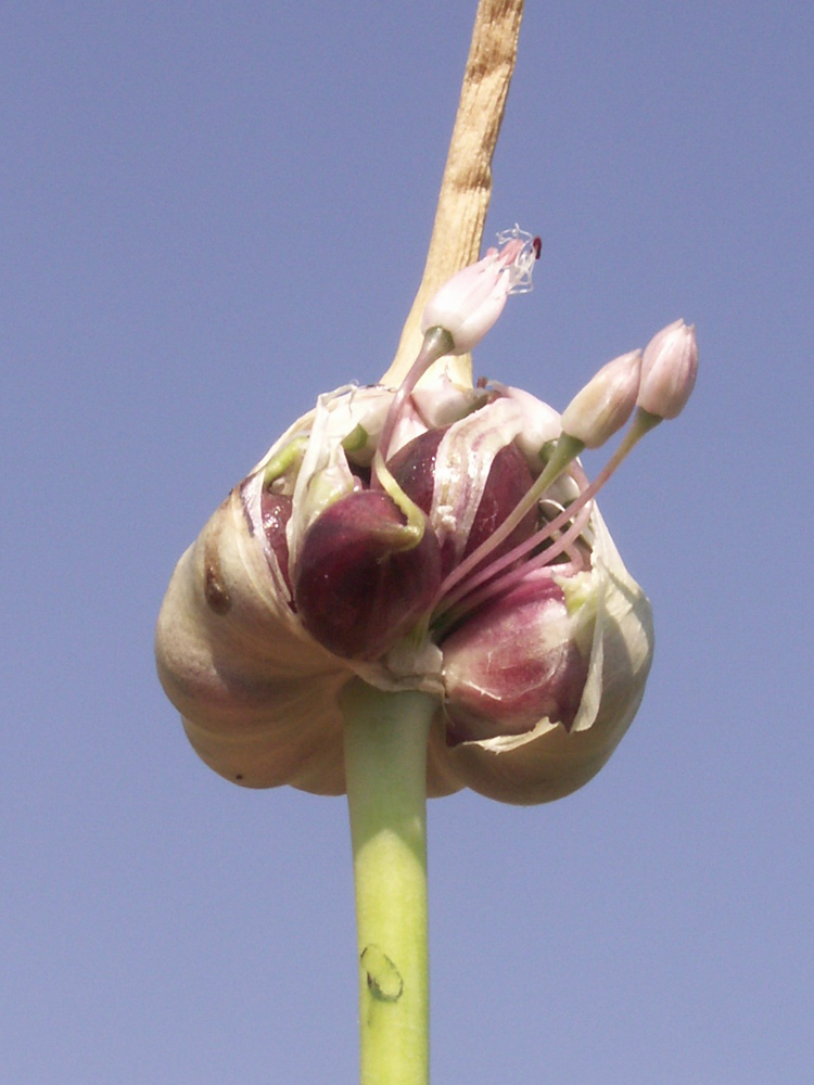 Image of Allium sativum specimen.