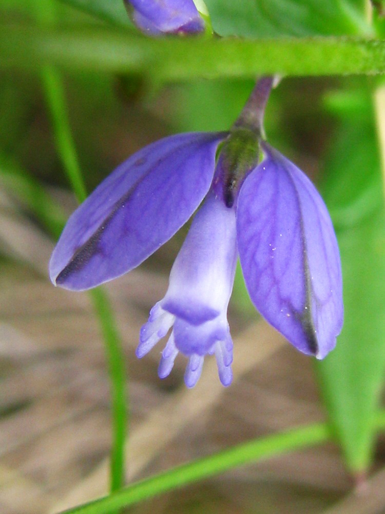 Image of Polygala vulgaris specimen.