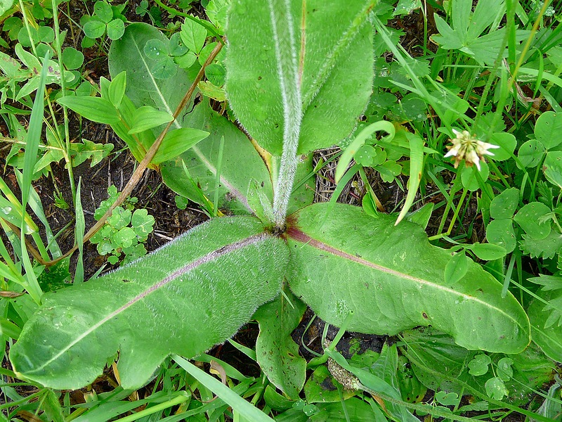 Изображение особи Trommsdorffia maculata.