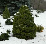 Picea glauca