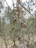 Casuarina equisetifolia. Ветви с соплодиями. Израиль, Северный Негев, лес Лаав. 23.01.2013.