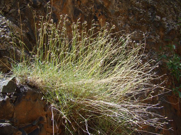 Image of Silene lithophila specimen.