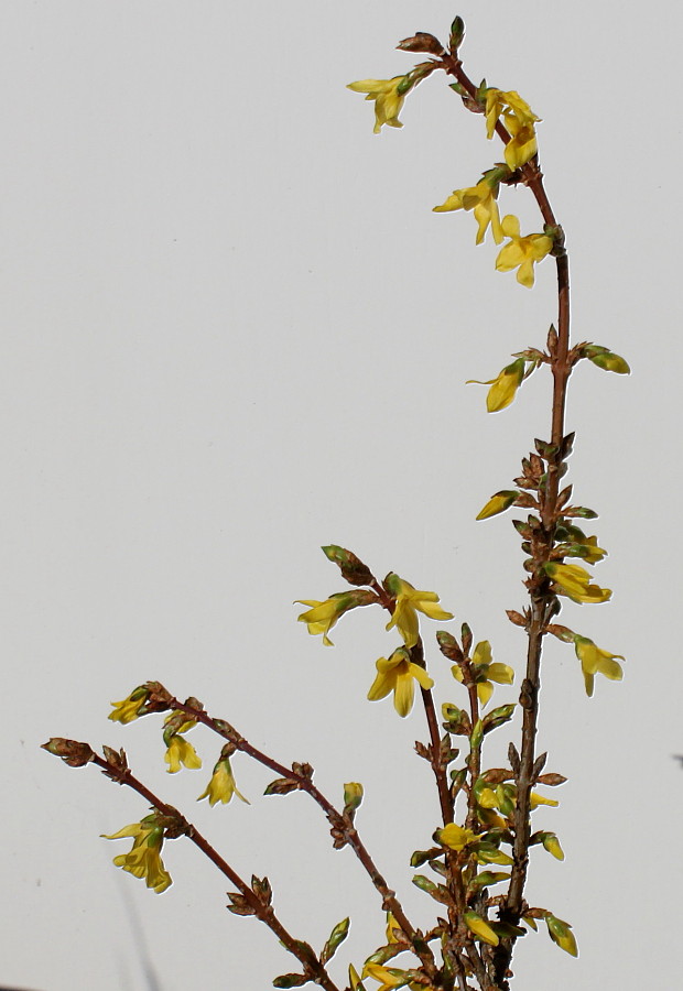 Image of Forsythia &times; intermedia specimen.