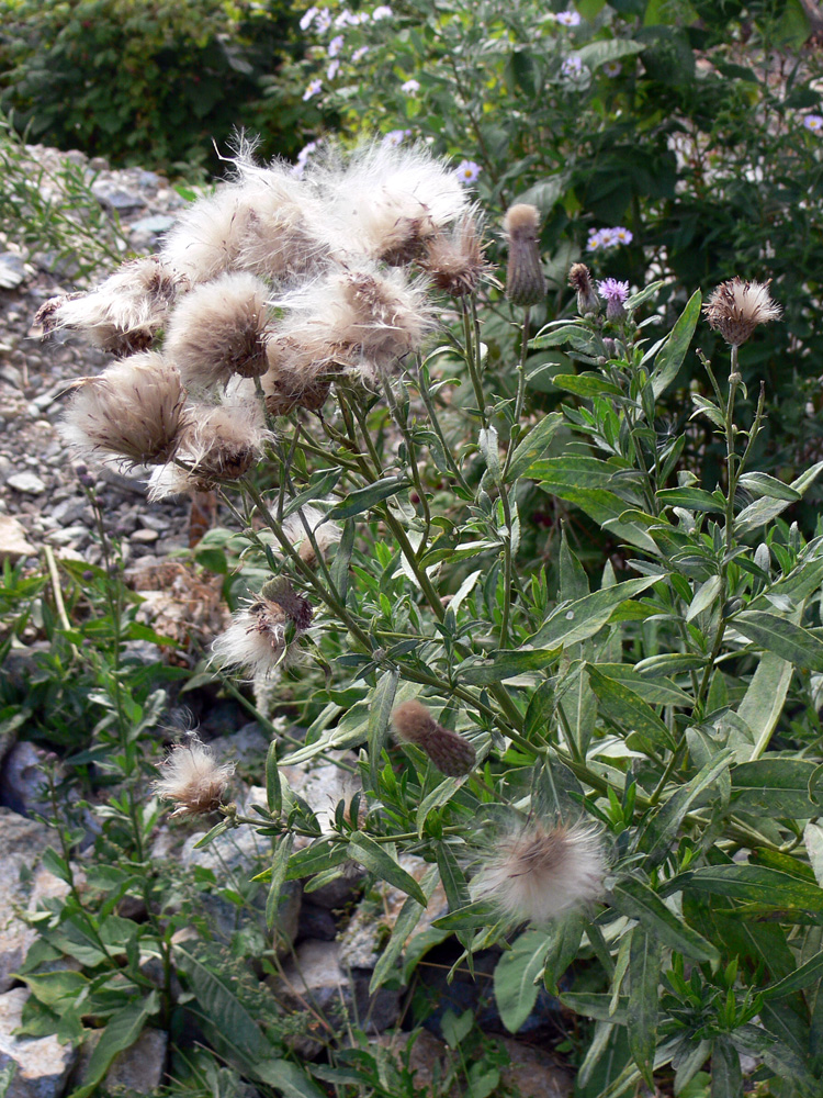 Изображение особи Cirsium setosum.