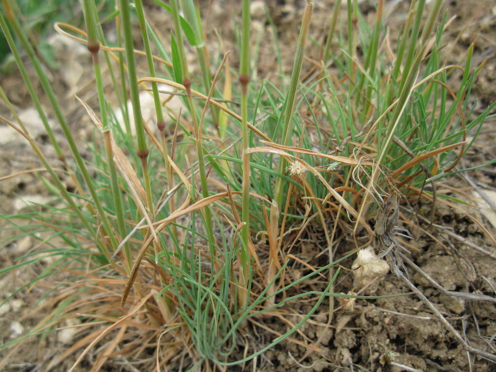 Image of Koeleria brevis specimen.