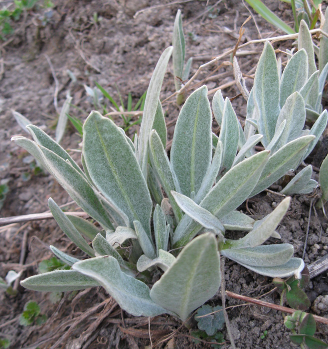 Image of Centaurea triumfettii specimen.