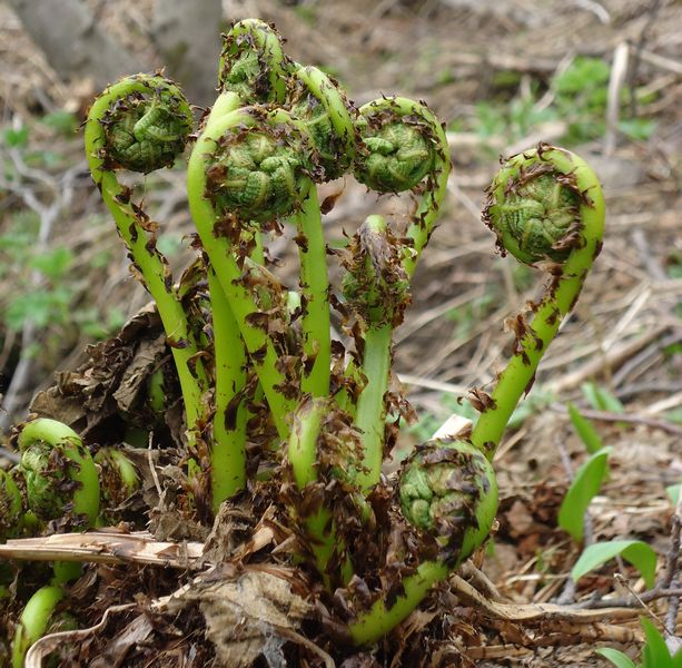 Изображение особи Athyrium filix-femina.