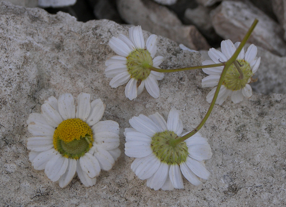 Image of Pyrethrum glanduliferum specimen.