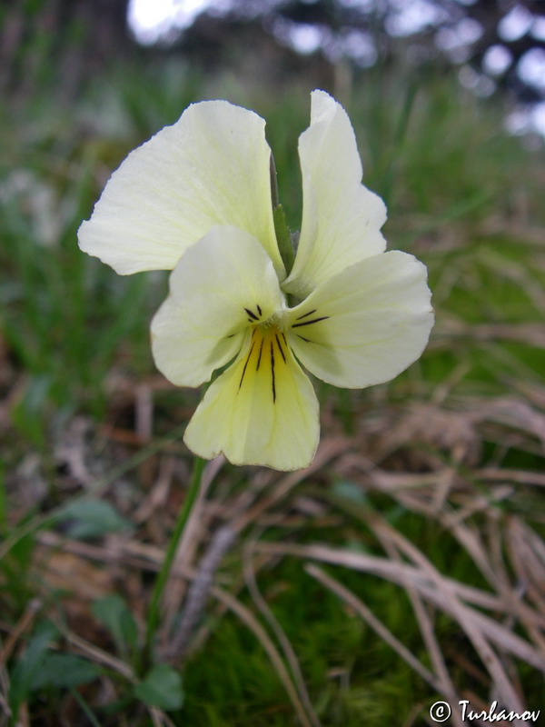 Image of Viola oreades specimen.