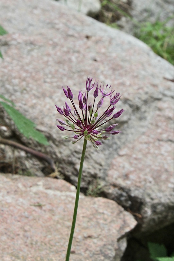 Изображение особи Allium sarawschanicum.