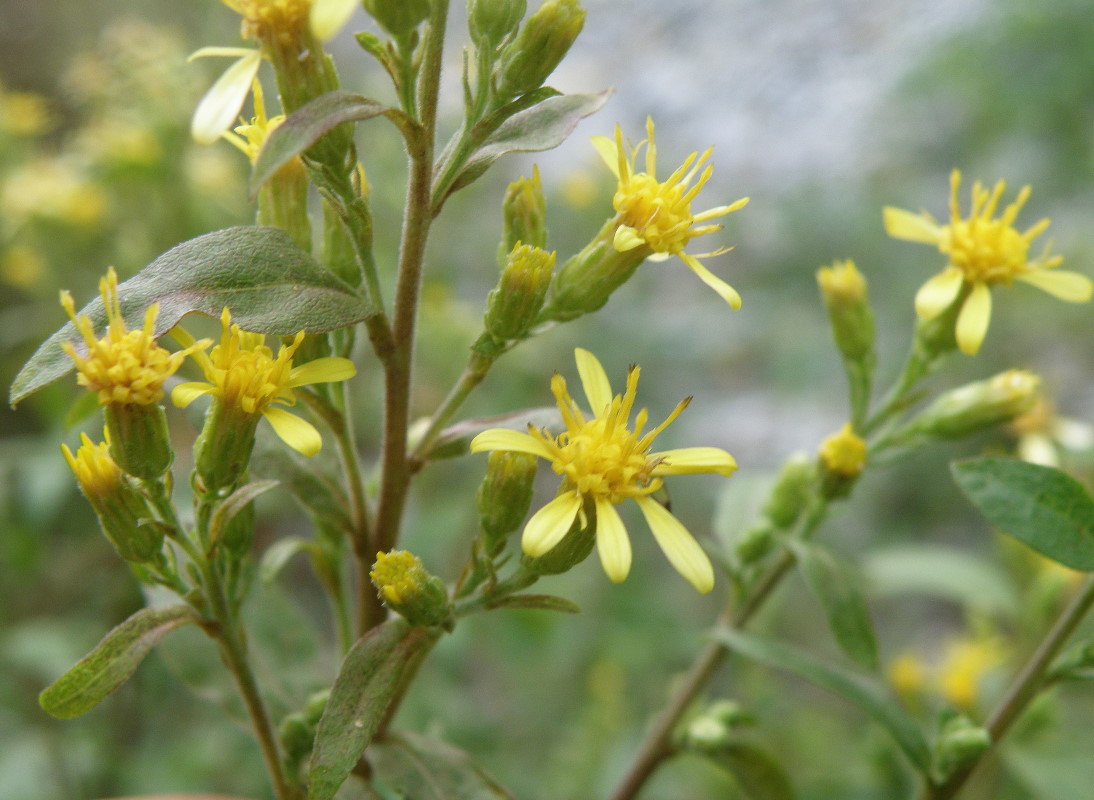 Изображение особи Solidago virgaurea.